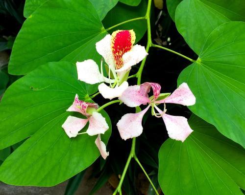 Hostal Tico Adventure Lodge