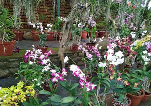 Pine View Homestay