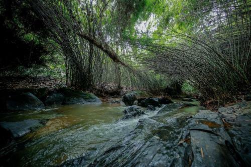 Hotel Bamboo Creek Resort