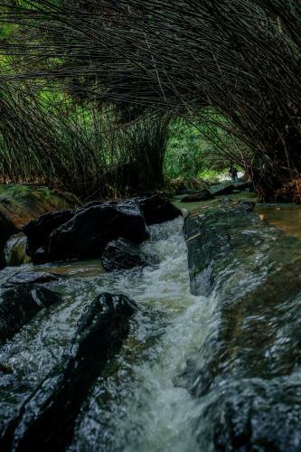 Hotel Bamboo Creek Resort