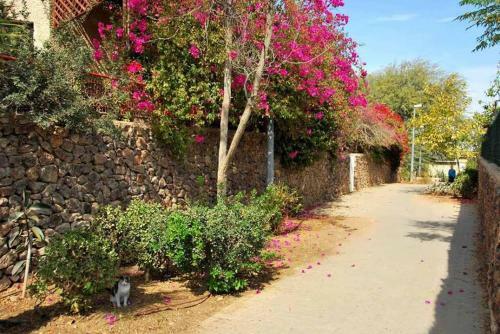 Hostal Lesanel - Guest House