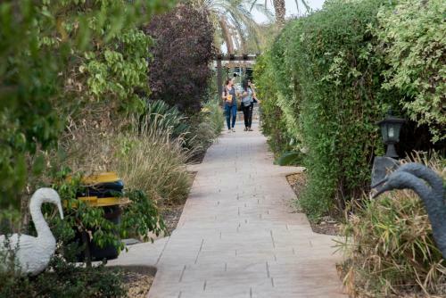 Lodge Pine Tree Cabin
