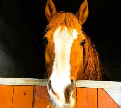 Ch�vres � Cheval - Apartment