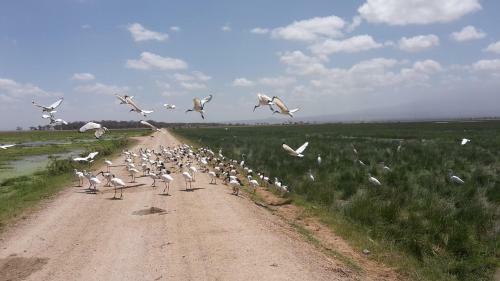 Lodge We4kenya Guesthouses