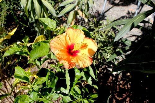 Apartamento The Golden Bee