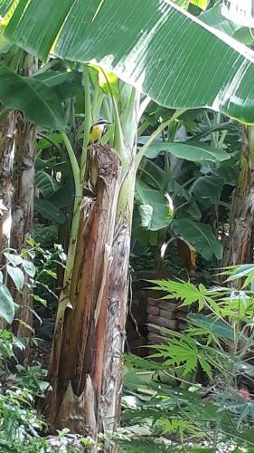 Agroturismo Bananas Guest House Private Room
