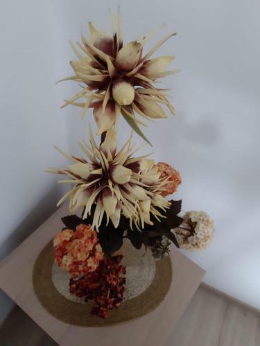 Apartamentos Studio Montana