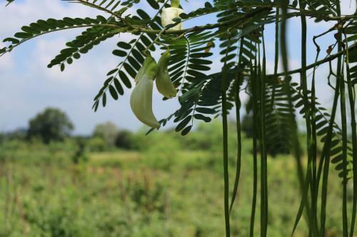 Hotel Sigiriya Farm Garden Resort