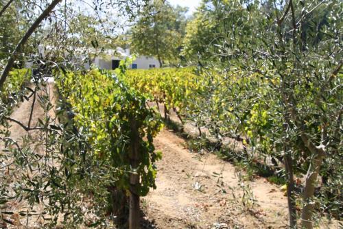 Agroturismo Laibach Vineyards