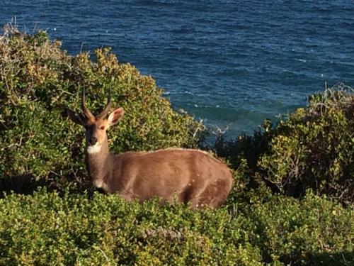 Apartamento 387 Bushbuck