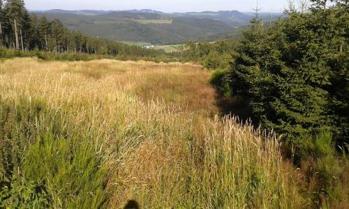 Woodland Lodge Winterberg