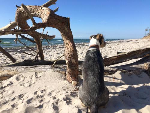 Apartamento Ferienwohnung Strandgut