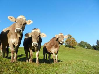 Apartamento Haus Baumgartner