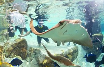 Hotel Staybridge Suites Orlando At Seaworld