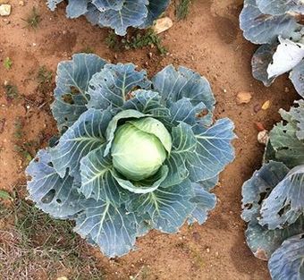 Castello Del Nero Hotel & Spa