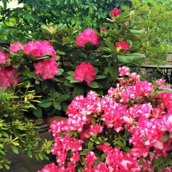 Villa Muses Country House