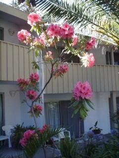 Hotel Cypress Gardens Inn