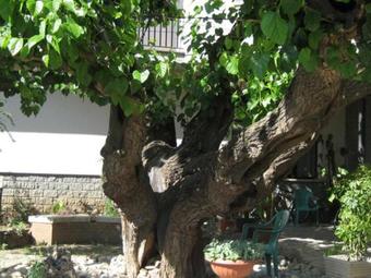 Hotel Da Rosanna