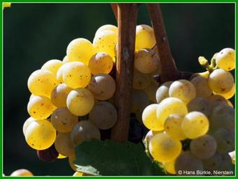 Hotel Villa Spiegelberg