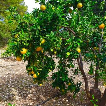 Casona Villa Paquita - Lujosa Villa De 1913