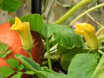 Bed & Breakfast Le Jardin Des Erables