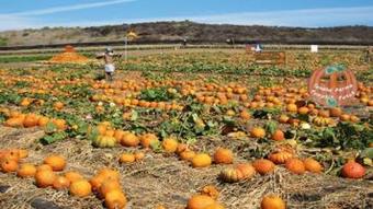 Hotel Holiday Inn Orange County Airport