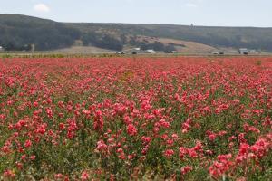 Hotel Embassy Suites Lompoc - Central Coast