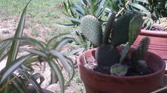 Hotel Le Mas De L'olivier