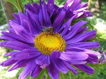 Villa Holiday Home Lana