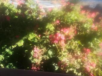 Posada Amantanisamary Hospedaje