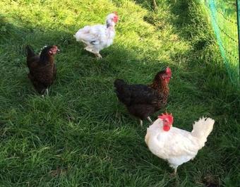 Apartamento Bauernhof H�he