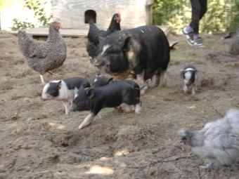 Familien-ferienwohnung Auf Einem Reiterhof