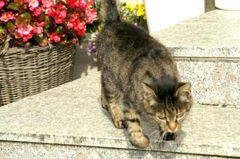 Agroturismo Ferienhof Sauter