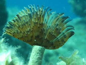 Kerveli Village Hotel