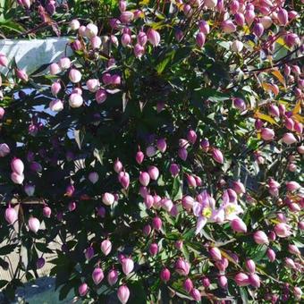 Agroturismo Wingrove House