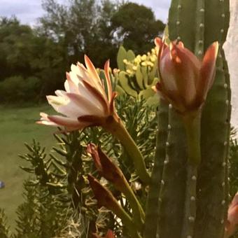 Agroturismo Andaluzia Casa De Campo