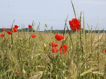 Apartamento Lovely Holiday Home In Pepelow Near Baltic Sea
