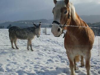 Beautiful Holiday Home In County Of Manderscheid With Sauna