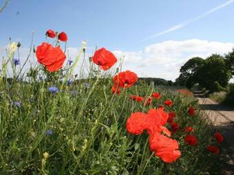 Comfortable Apartment In Dargun Mecklenburg With Garden