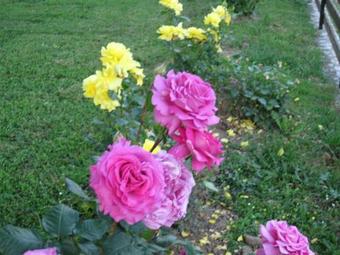 Apartamentos Studio Smoljanac 11334b