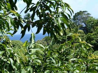 Apartamento Jacoway Inn