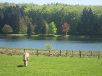 Quaint Cottage In Bullingen With Terrace