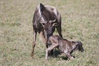 Lodge Gnu Ndutu Camp