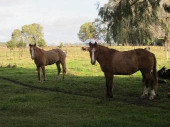 Hostal Chacras De Azcona Hoster�a