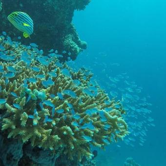 Hostal Kirulhiya Maldives