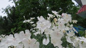 Apartments Natali Resort