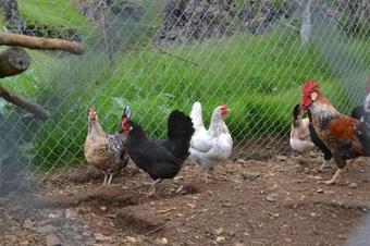 L�kjarhus Farm Holidays