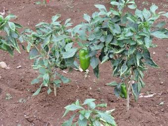 Apartamento Appartement Des �les