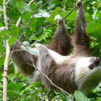 Albergue Spanish By The River - Boquete