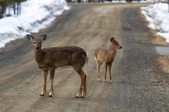 Rustic Camp On Water's Edge